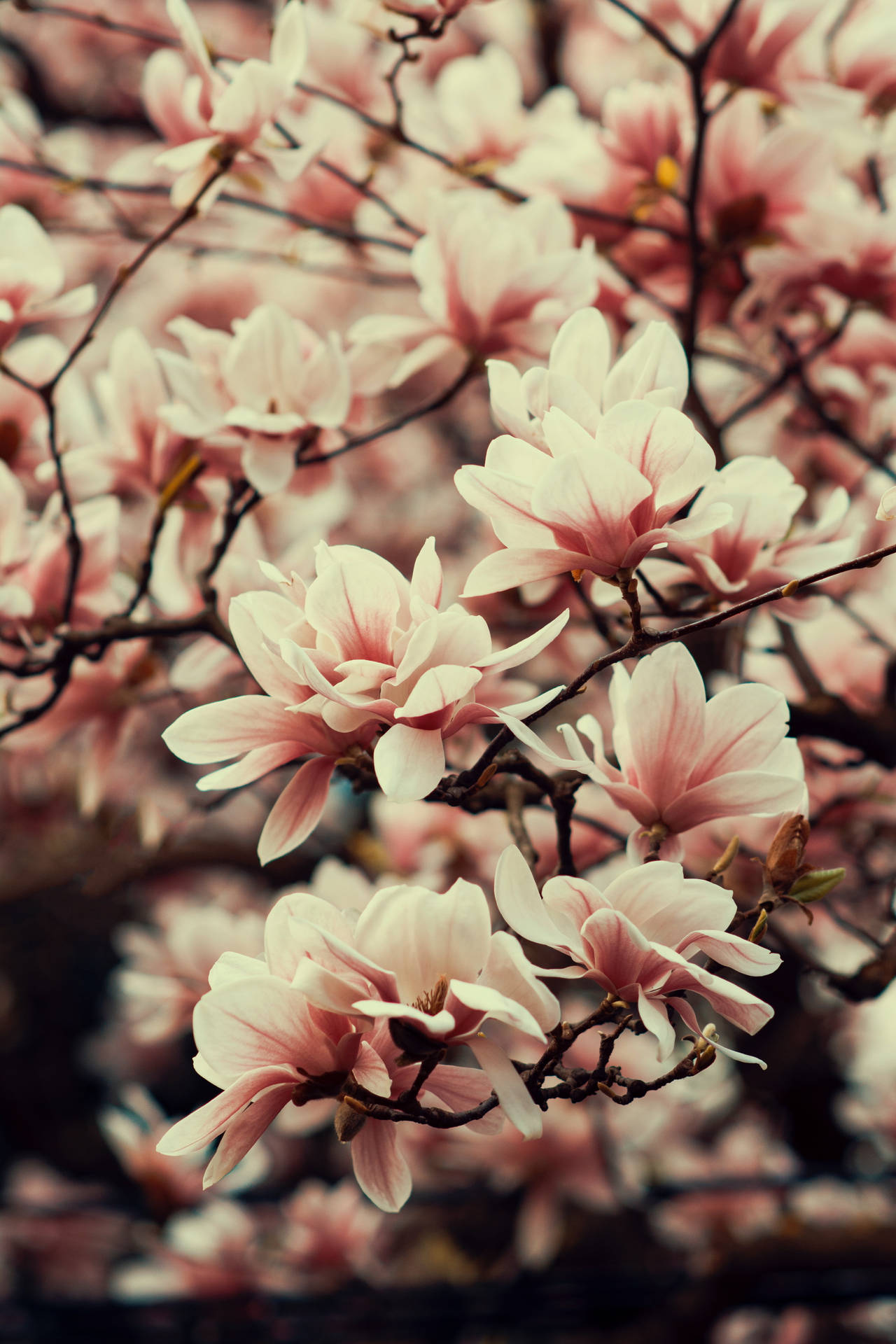 Flower Mobile Wallpaper