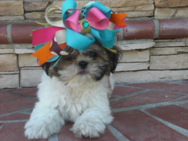 Funny Shih Tzu Cute Puppies Wallpaper And Pictures