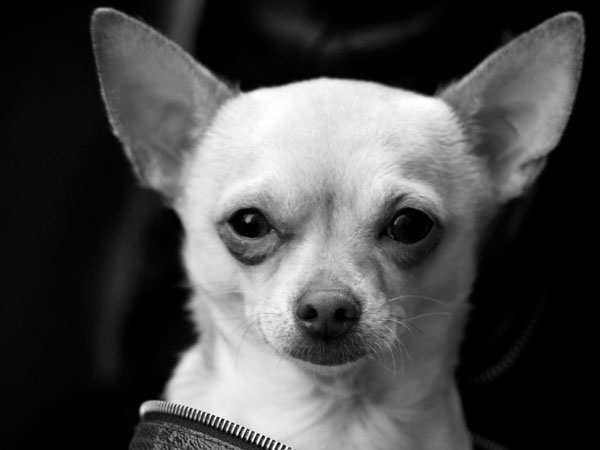 Crazy Pictures Cute Chihuahuas Pics