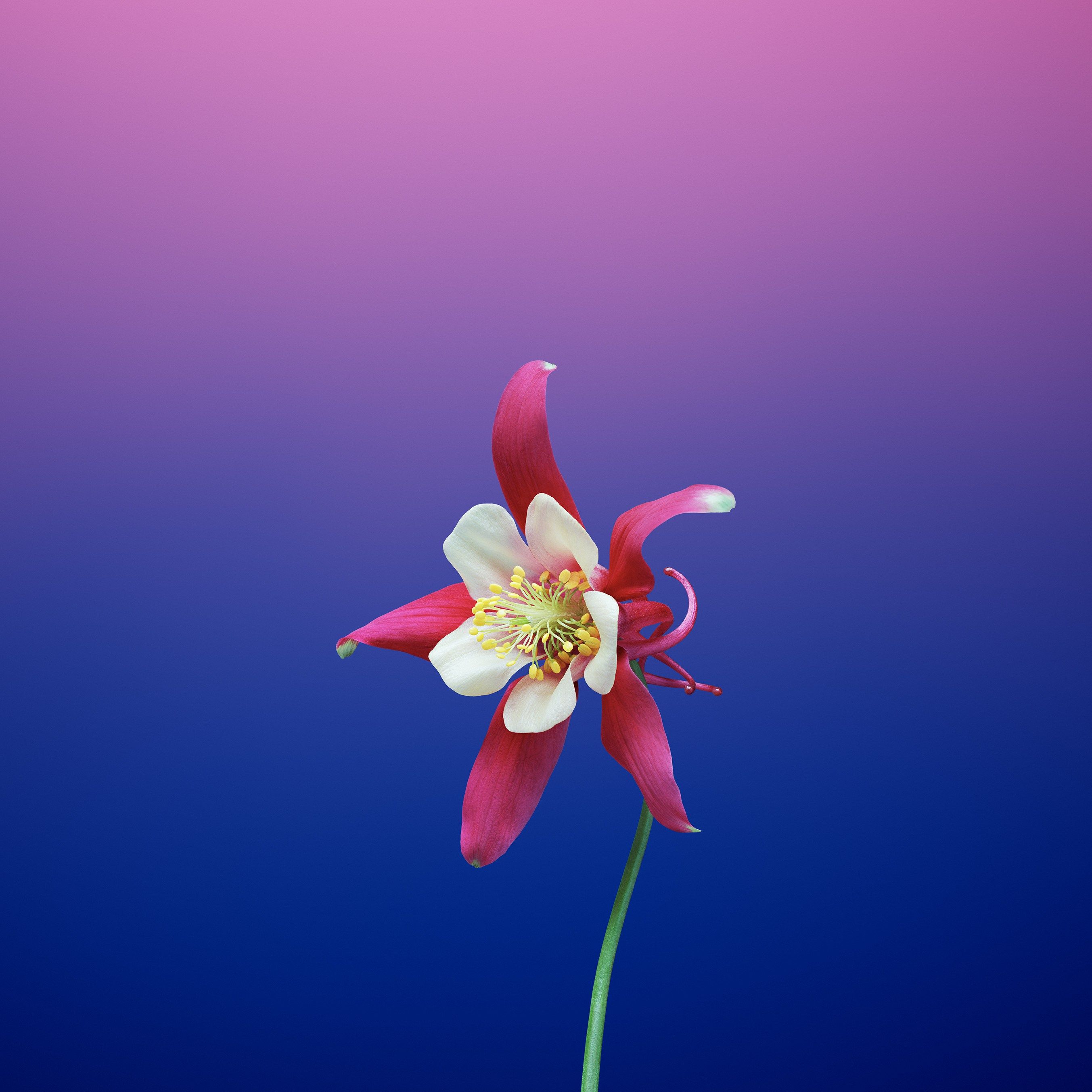 Gorgeous Ios Wallpaper For Your Phone