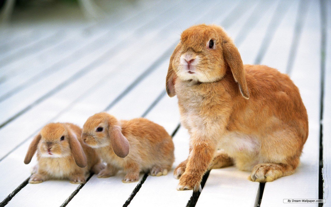 Bunny Rabbits images Bunnies wallpaper photos 16438014