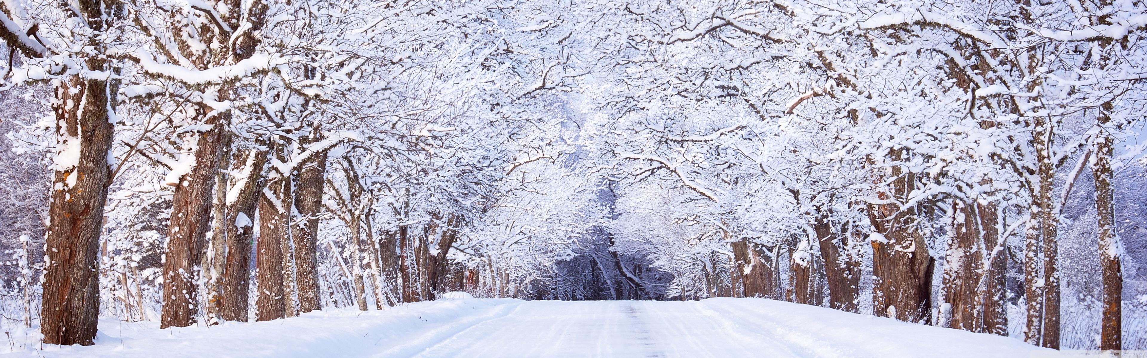 Road Winter Trees Ultra HD Desktop Background Wallpaper For