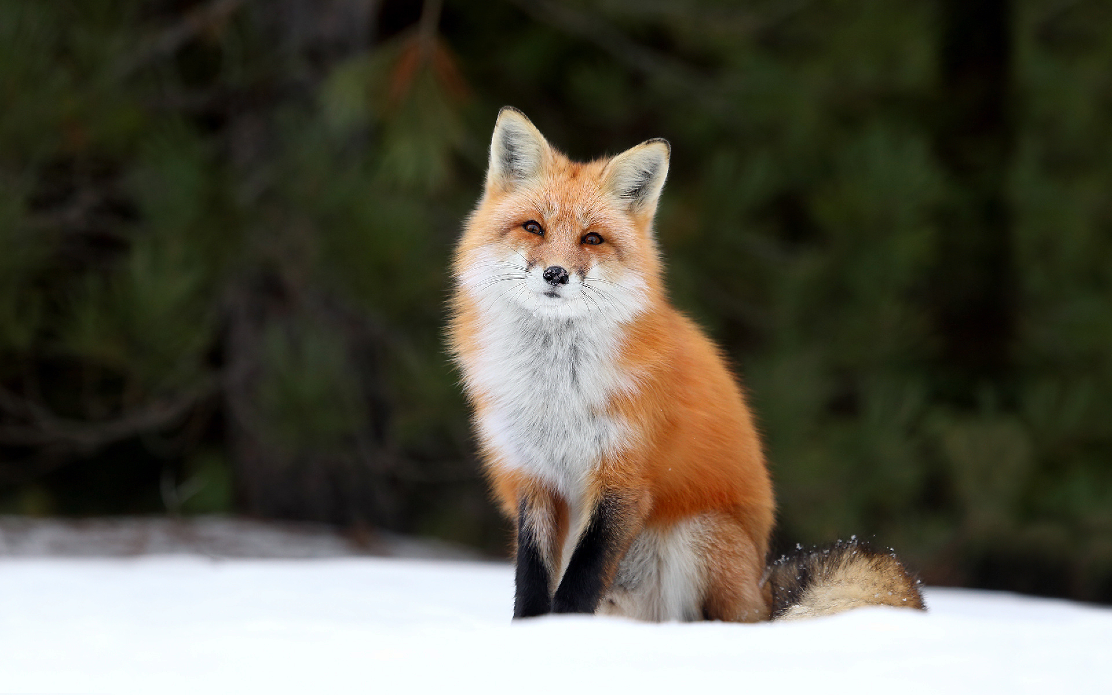 Foxes images Red Fox HD wallpaper and background photos 40437490