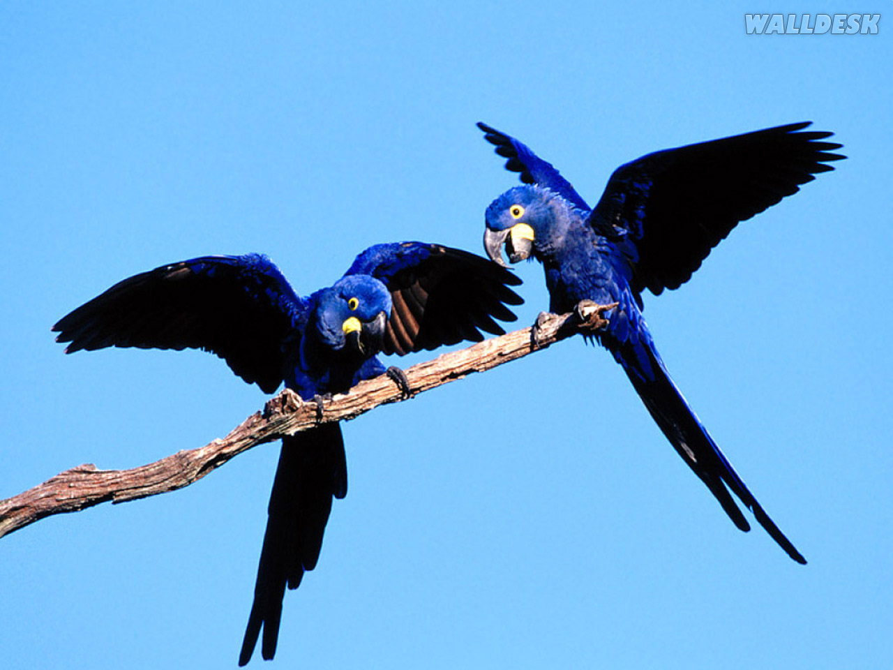 Hyacinth Macaw Pair Wallpaper HD 1280x960px