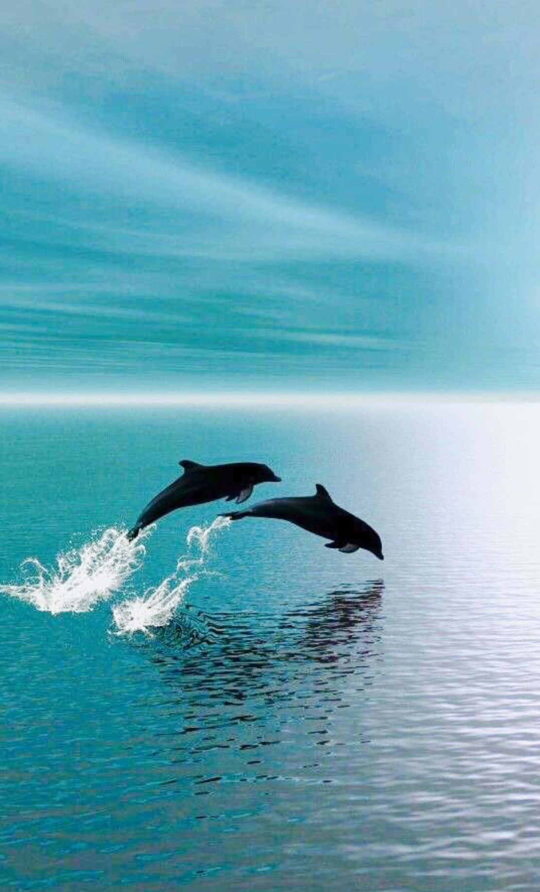 Aesthetic Animals Wallpaper