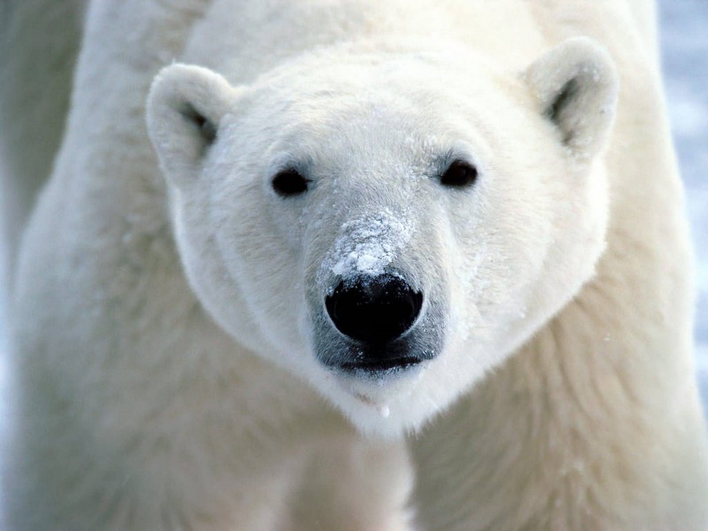 Polar Bear Wild Animals Jpg 20animals
