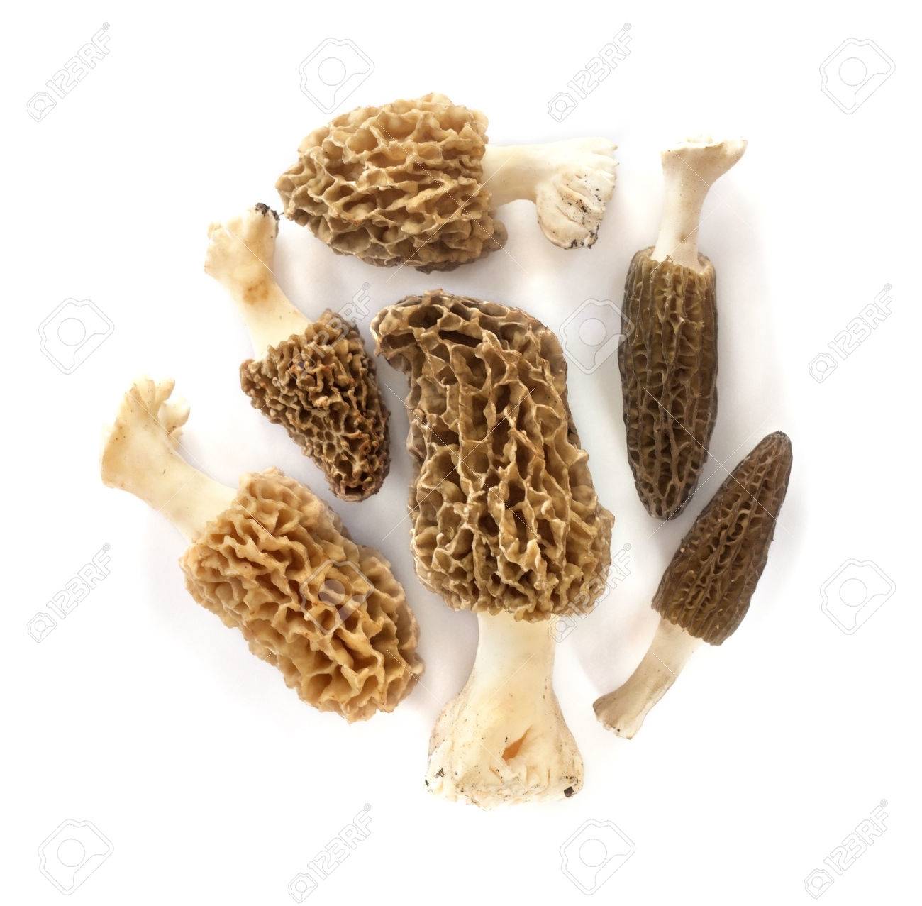Group Of Morel Mushrooms Isolated On White Background Stock Photo