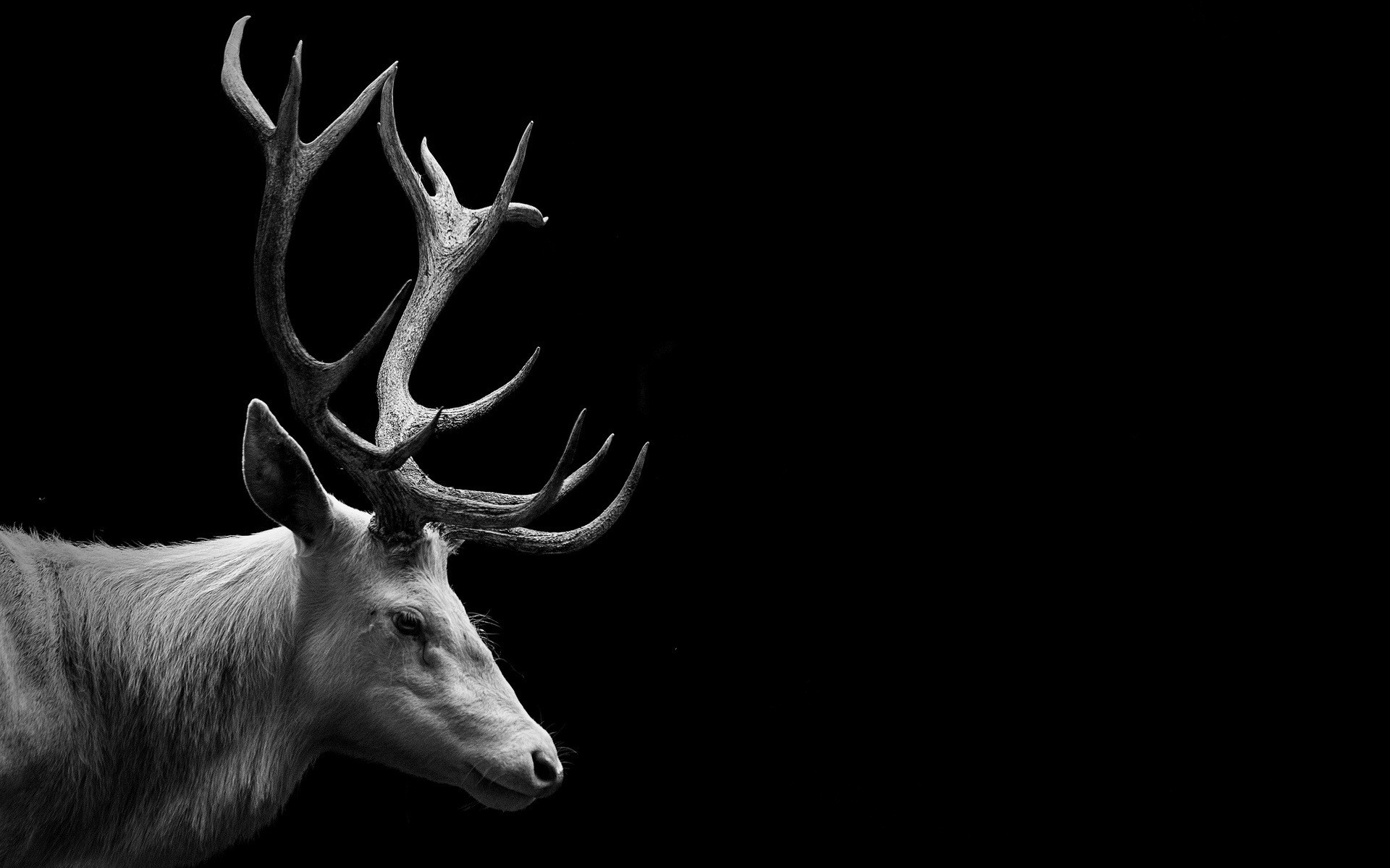 Pictures Image Deer Animal Wallpaper HD Desktop