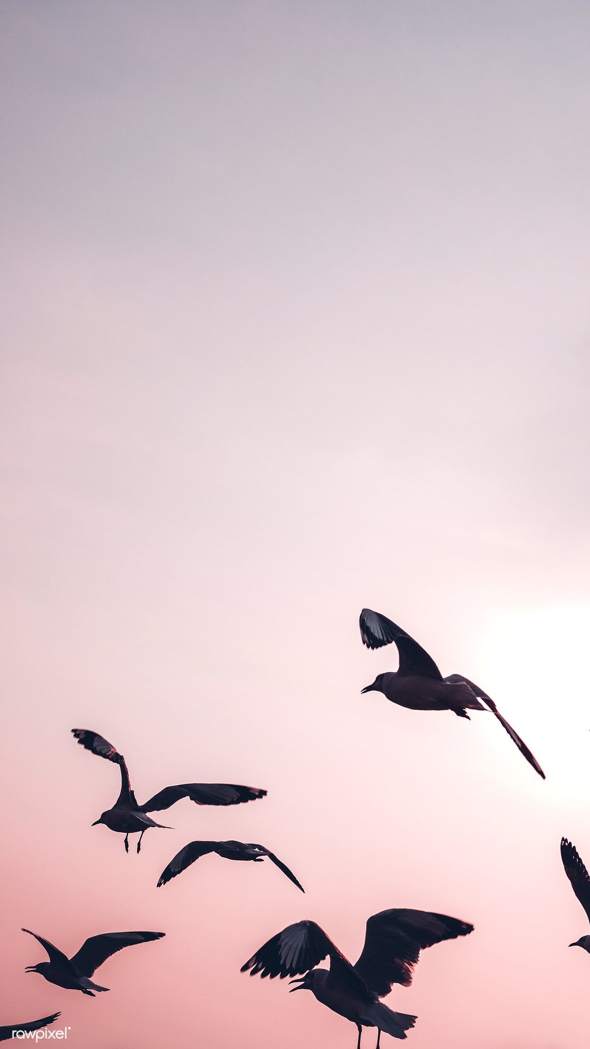 Birds Flying Wallpaper