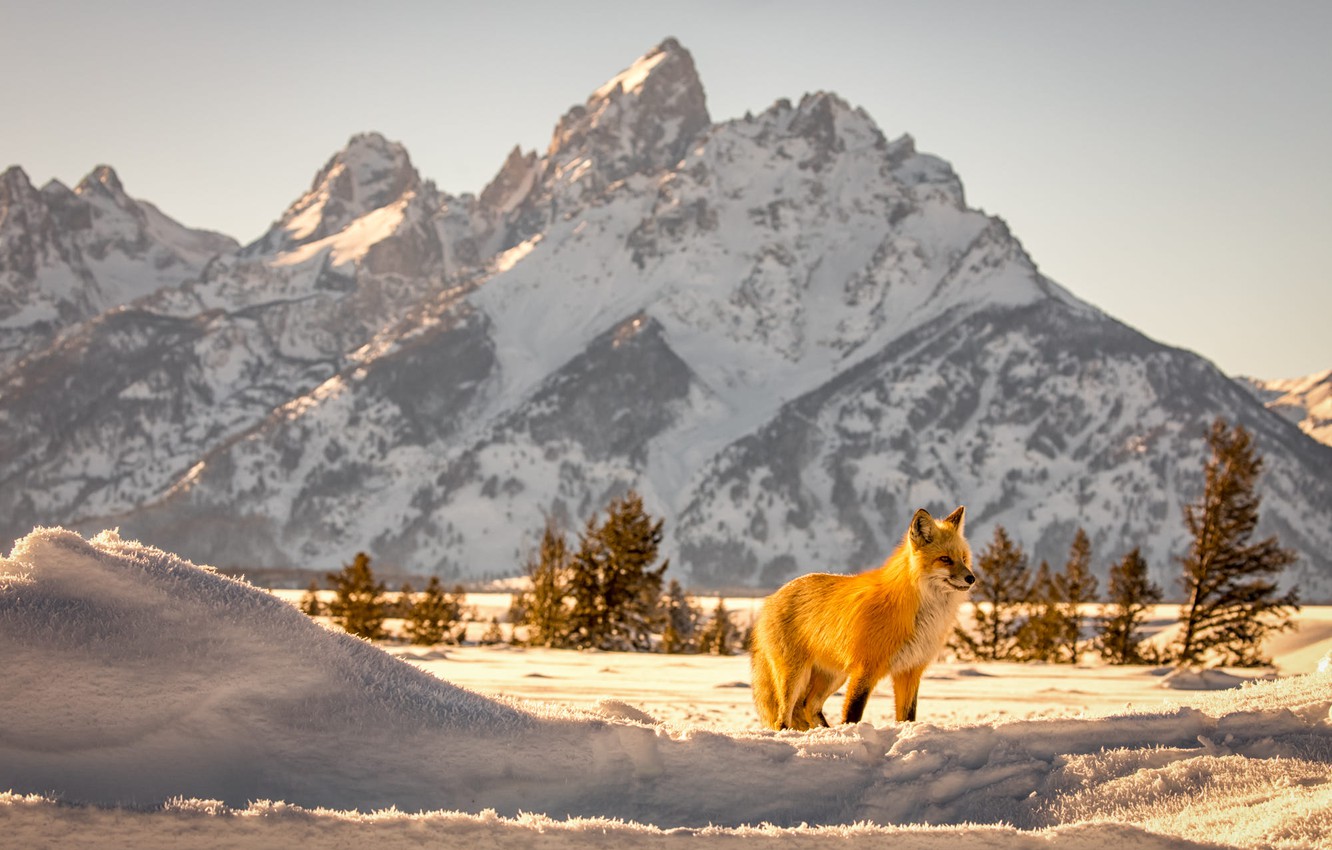 Wallpaper Winter Snow Landscape Mountains Nature Animal Fox