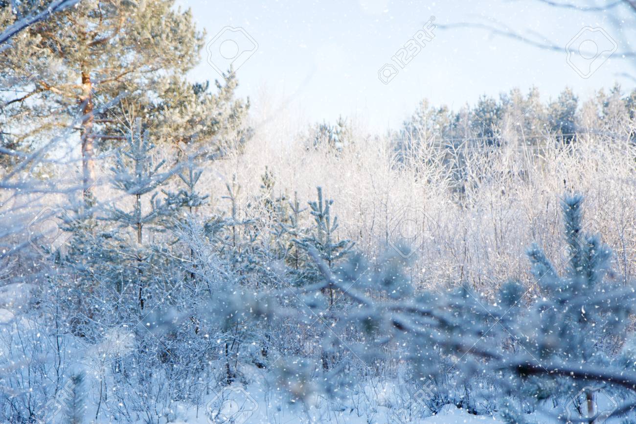 Winter Wonderland Scene Background Landscape Trees Forest