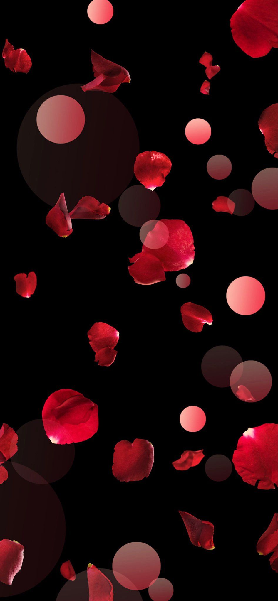 Free Download Rose Petals Cute Wallpapers Wallpaper Backgrounds