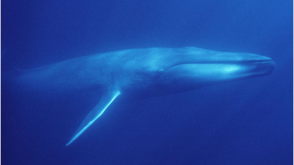 Blue Whale High Definition Widescreen Wallpaper