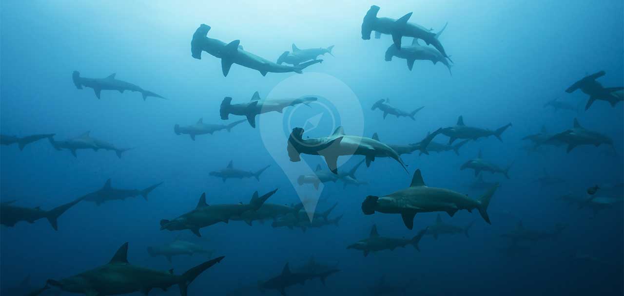 Galapagos Sharks Everything To Know Greengo Travel