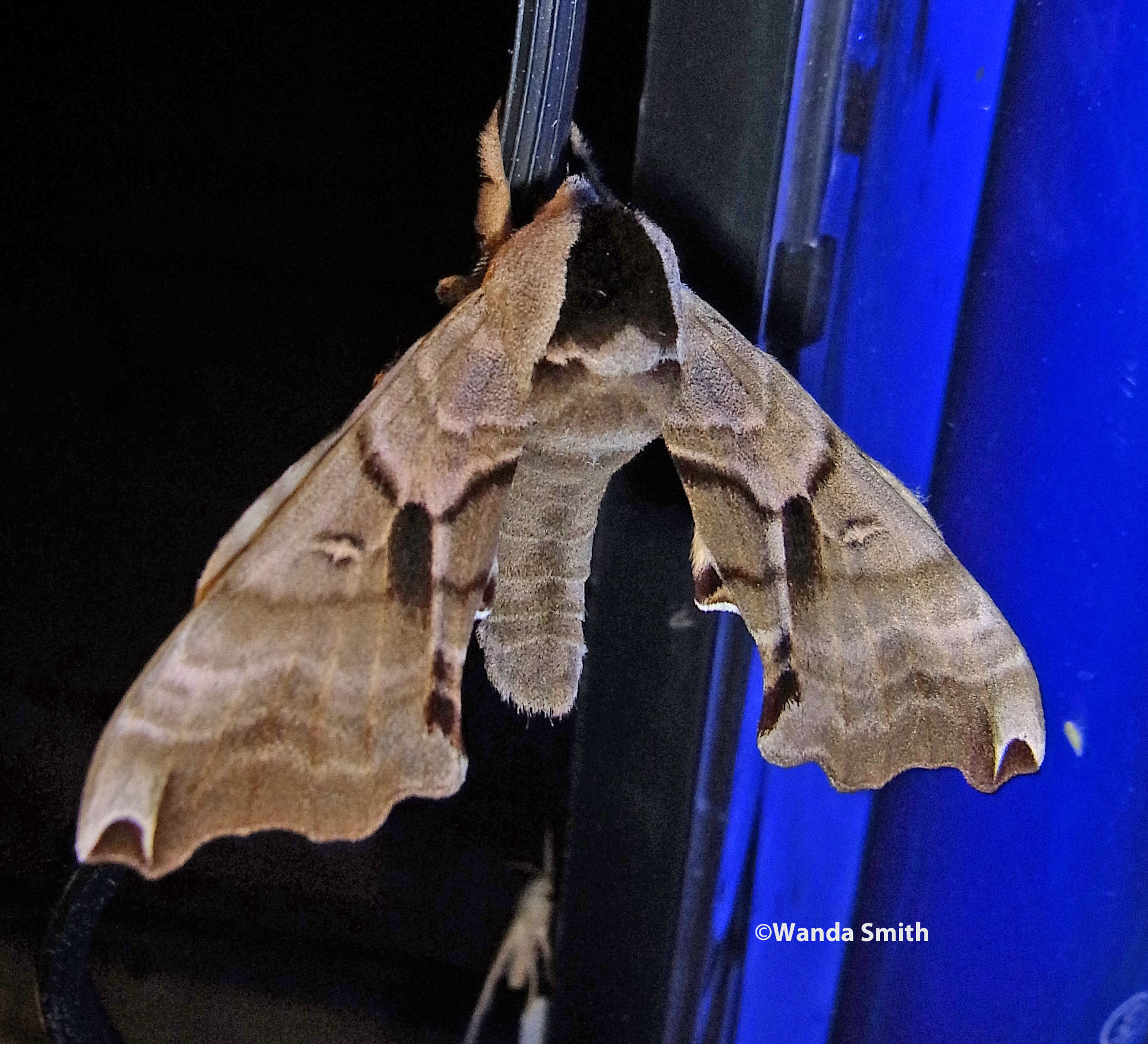 Family Sphingidae Wallpaper