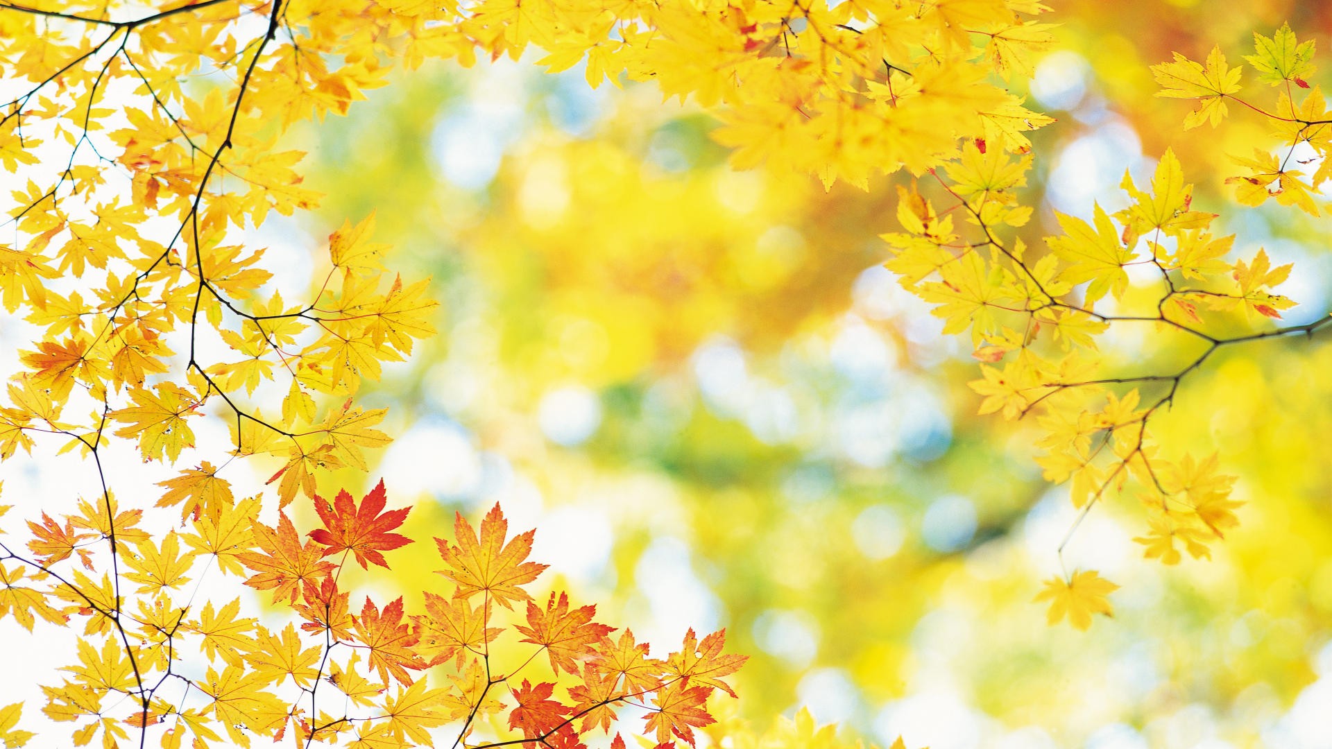 Vibrant yellow and orange maple leaves in autumn, creating a stunning fall foliage display