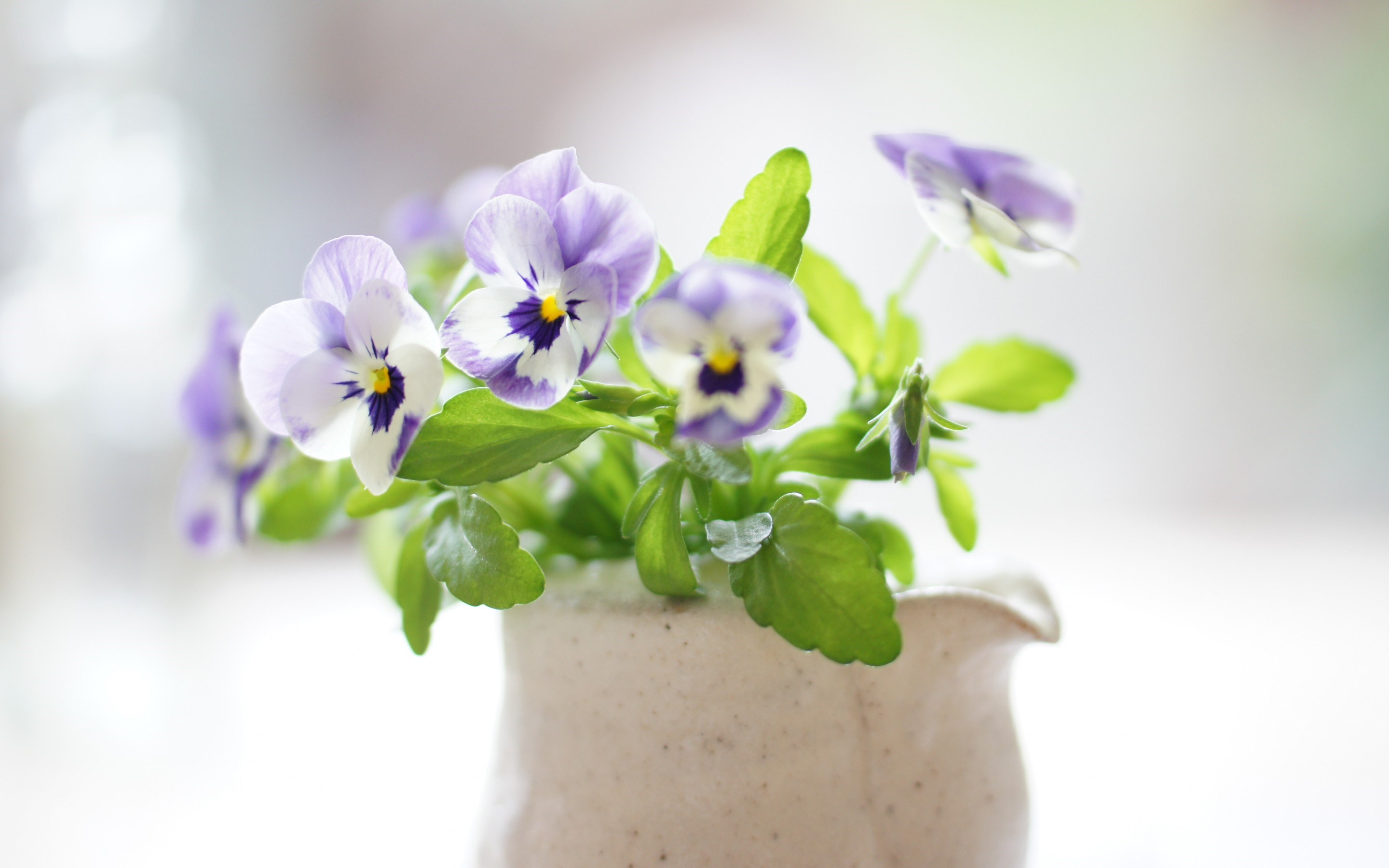 Pansy Vase Flowers Buds Petals Beauty Plant HD Wallpaper