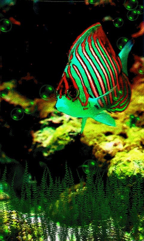 Fish live wallpaper Free Android Live Wallpaper download   Download