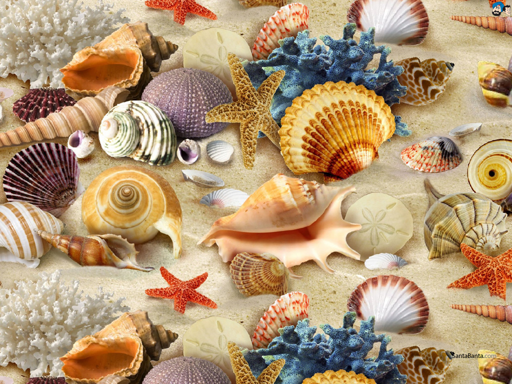 Seashells Wallpaper