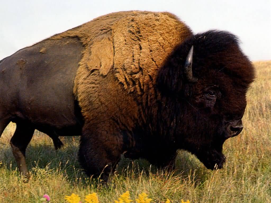 Animal Wallpaper American Bison