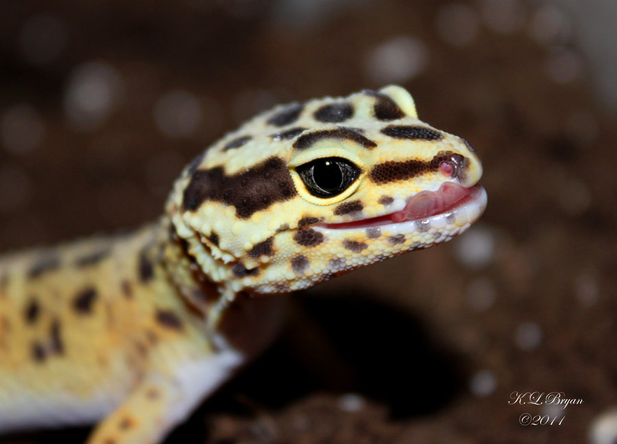Cute Leopard Gecko Wallpaper Jpg
