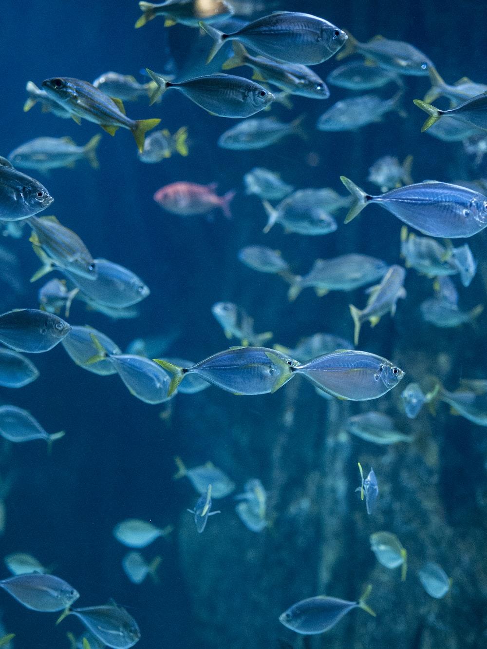 Fish Wallpaper HD Hq