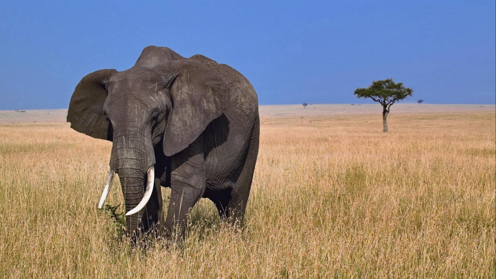 African Elephan HD Animal Wallpapers Download HD Wallpapers 1920x1080
