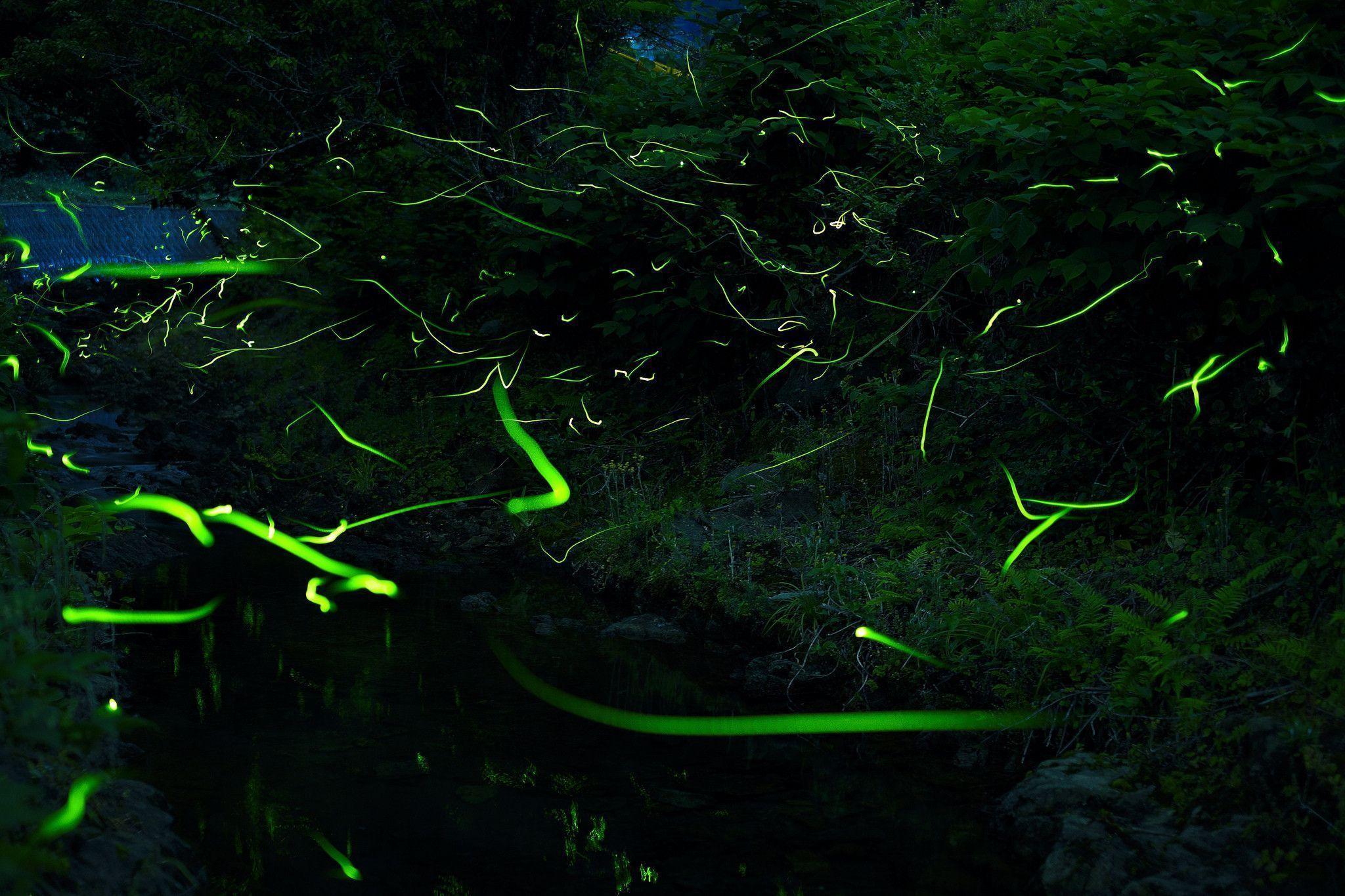 Fireflies Wallpaper