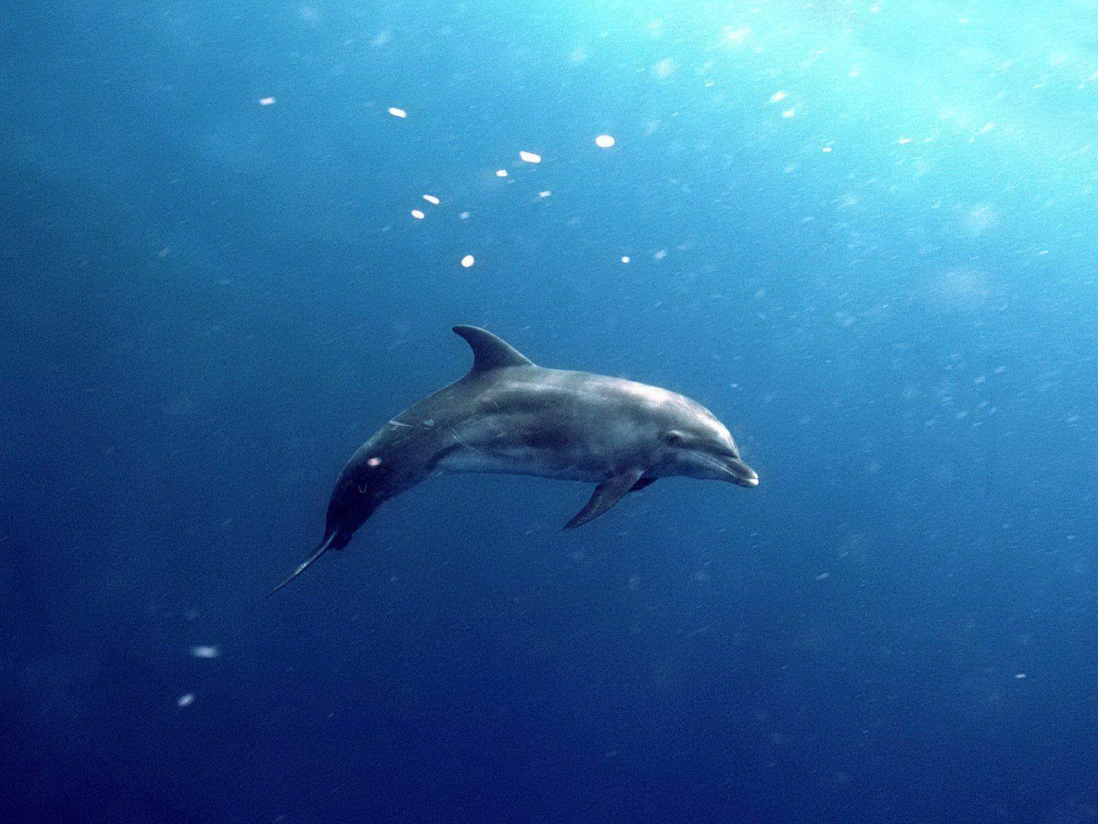 Dolphin Wallpaper For You All The Best