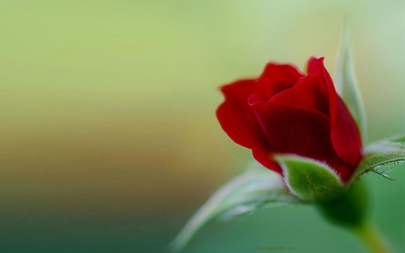 Red Roses HD Wallpaper New