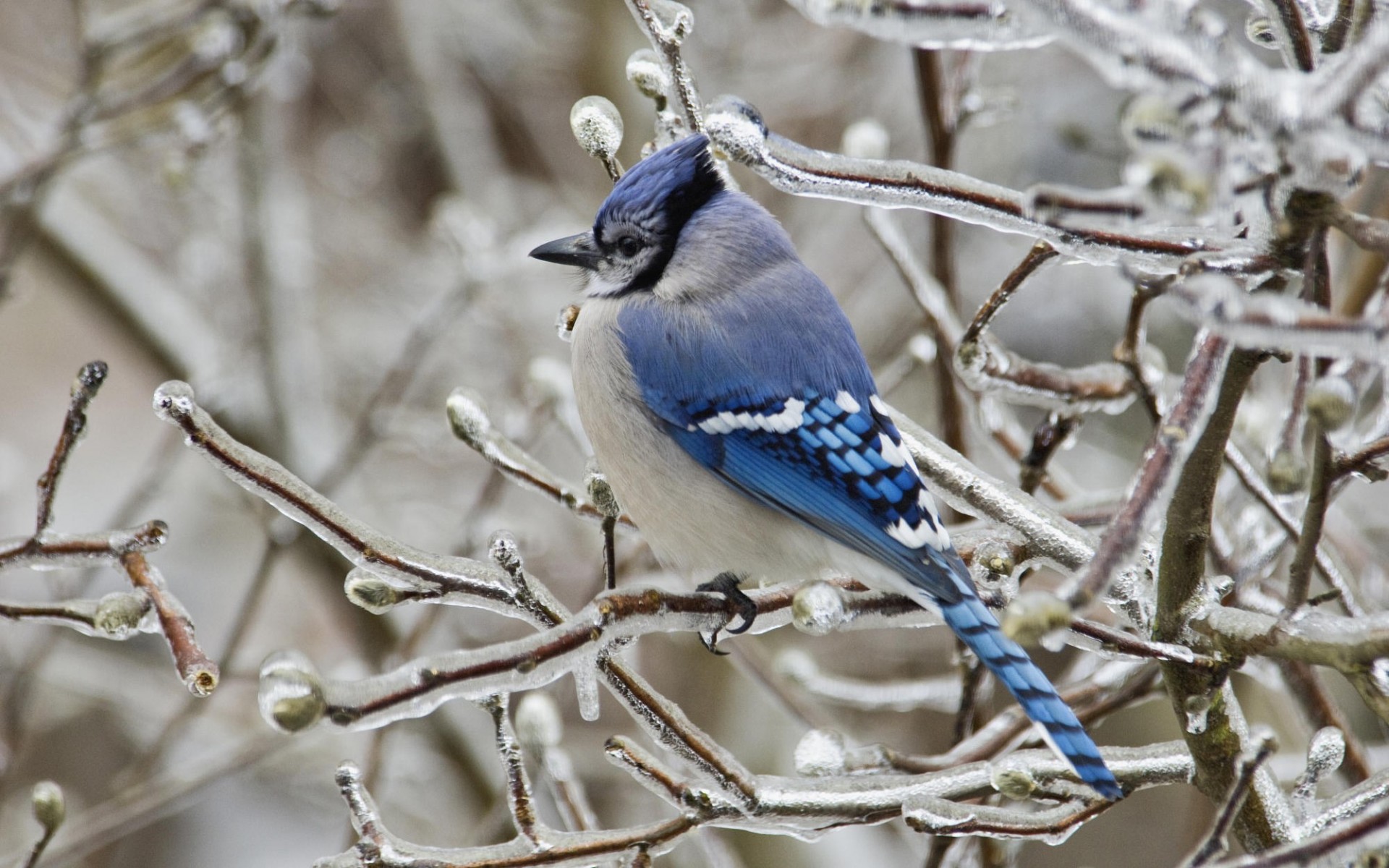 Blue Jay Bird Wallpaper In HD And Many Other Resolutions