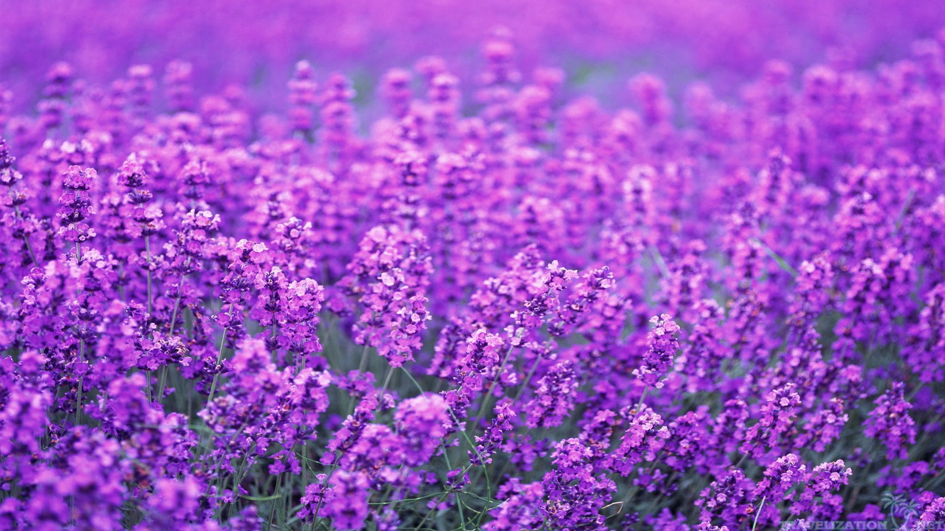 Lovely Lavender Flower Wallpaper HD image Live HD