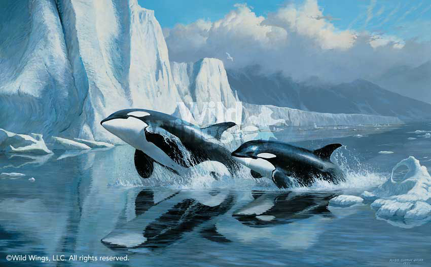 Orca Wallpaper My Home