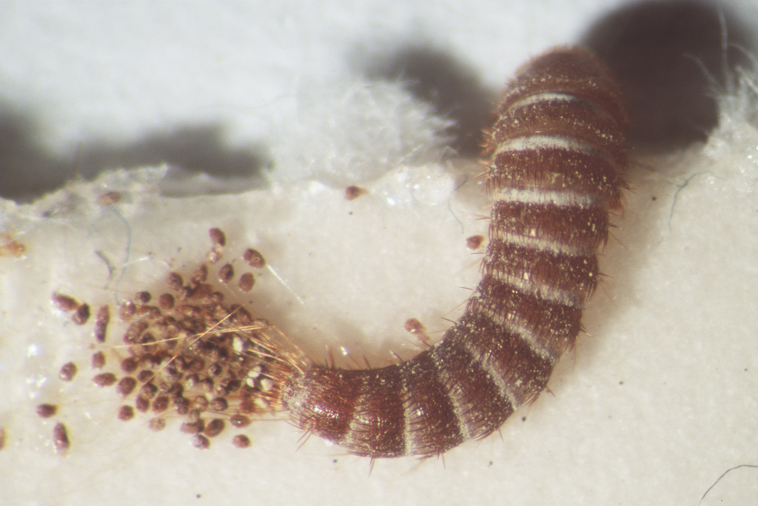 Carpet Beetle Wallpaper