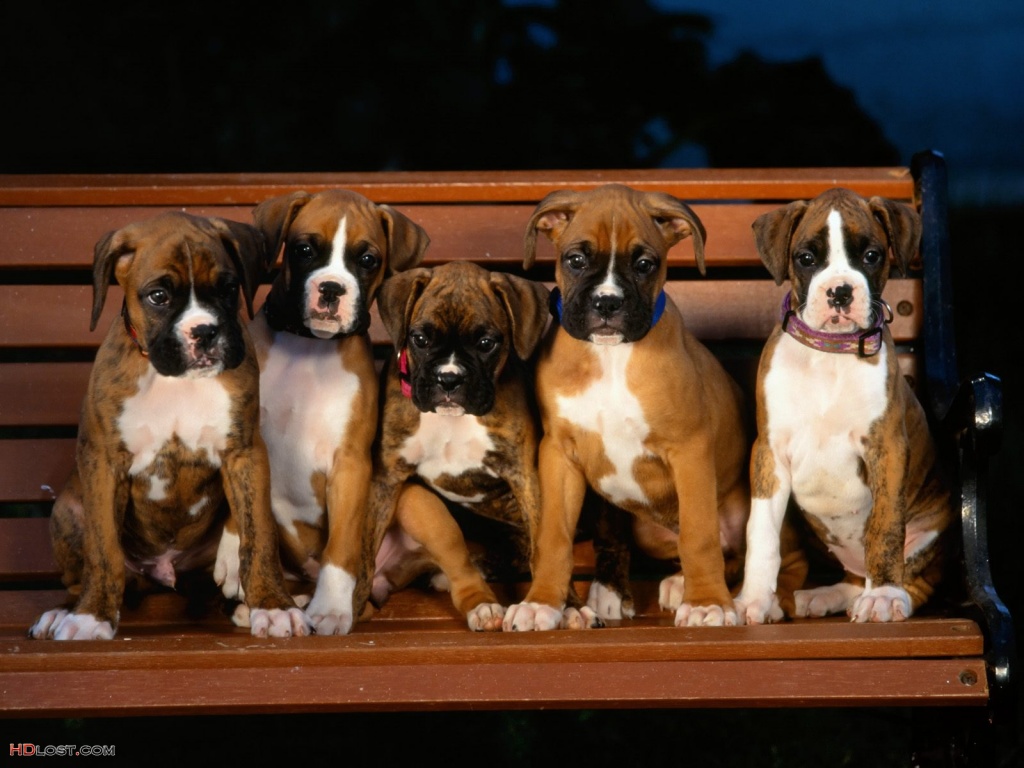 Pictures Boxer Dog Puppies Pixel Size Octets Desktop