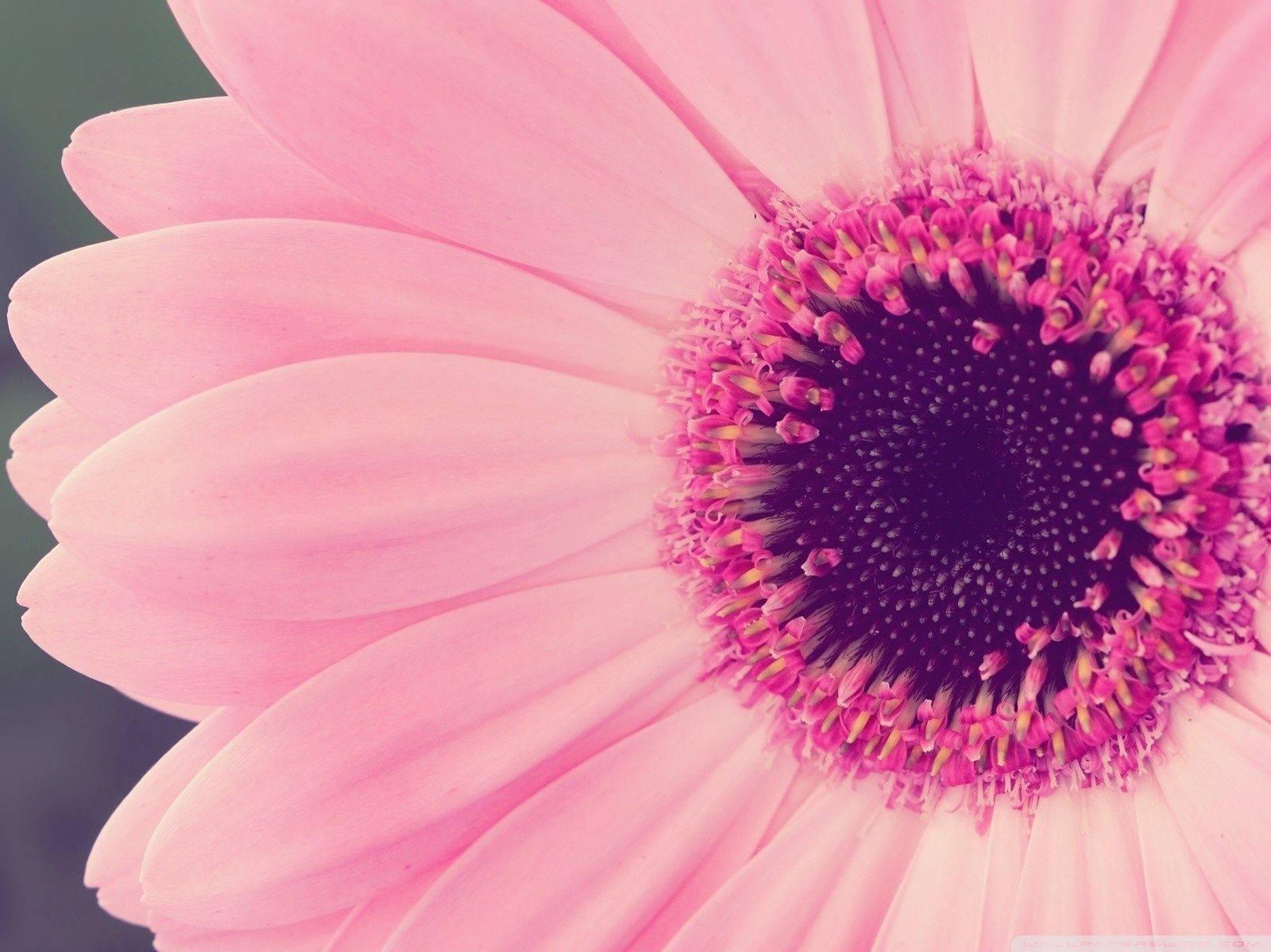 Pink Wallpaper