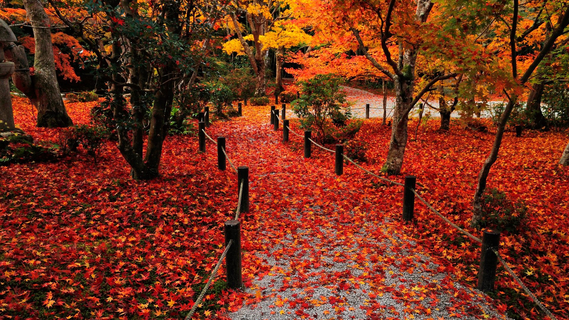Autumn Leaves Background - WallpaperSafari