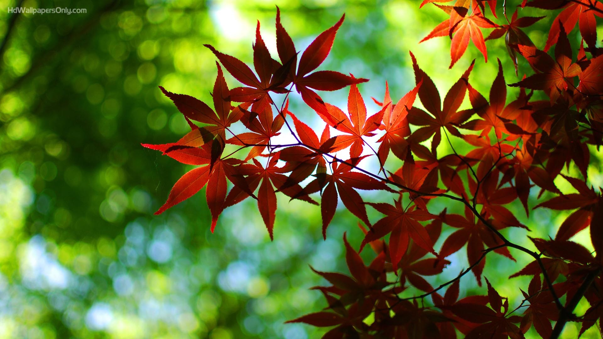 Die Besten 4k Ultra HD Wallpaper