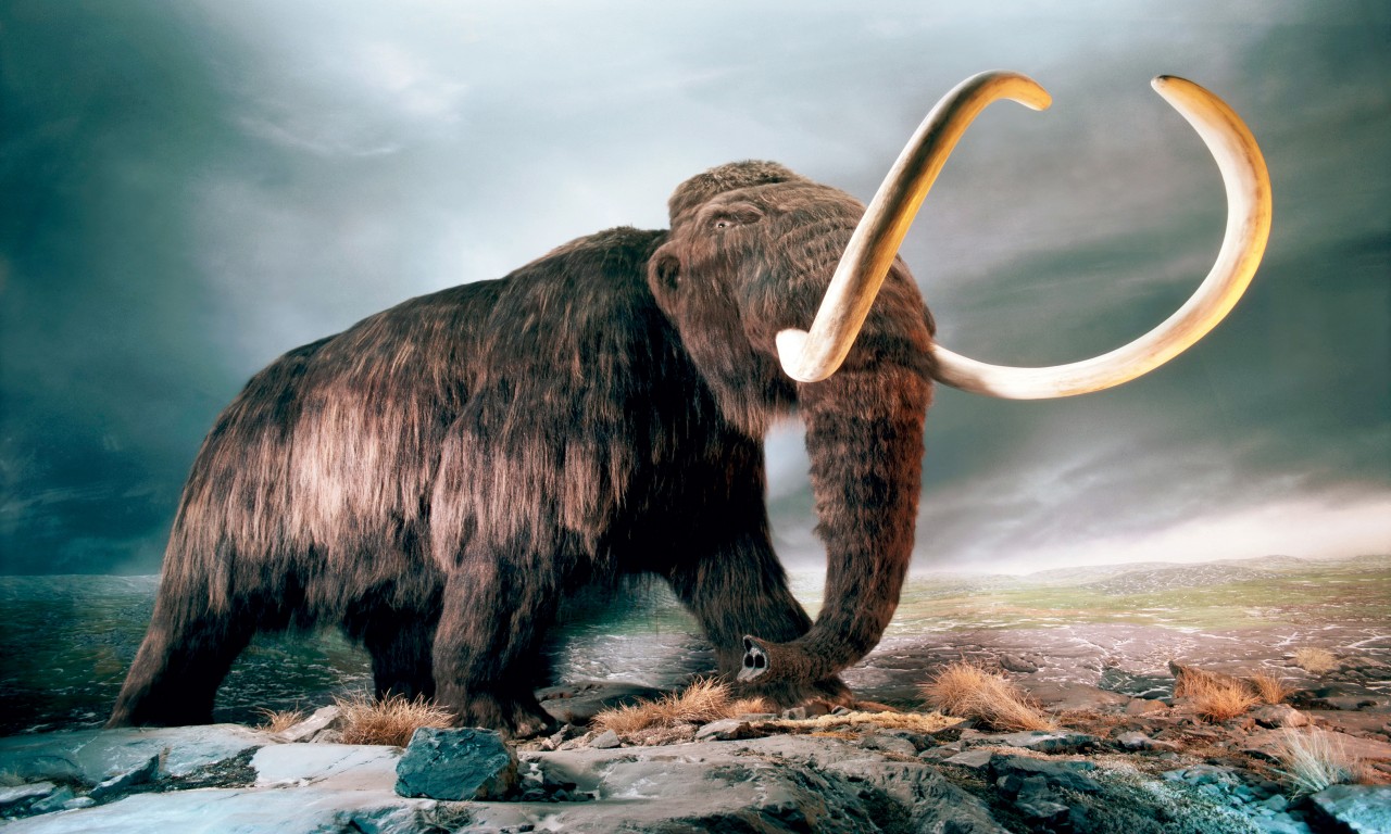 Mammut World Of Animals From The Past HD Wallpaper Wallpaper13