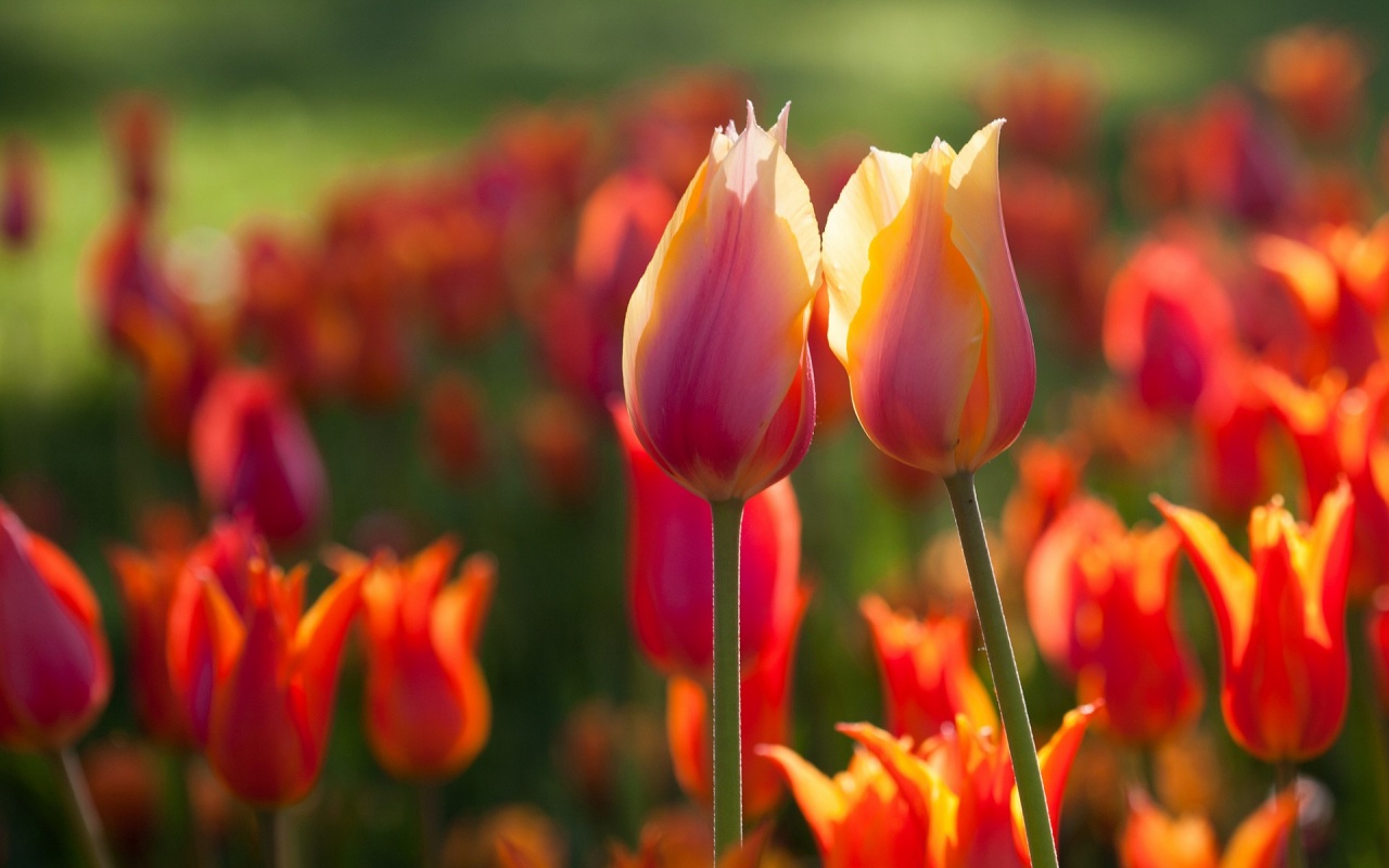 Spring Two Tulips Flowers Wallpaper