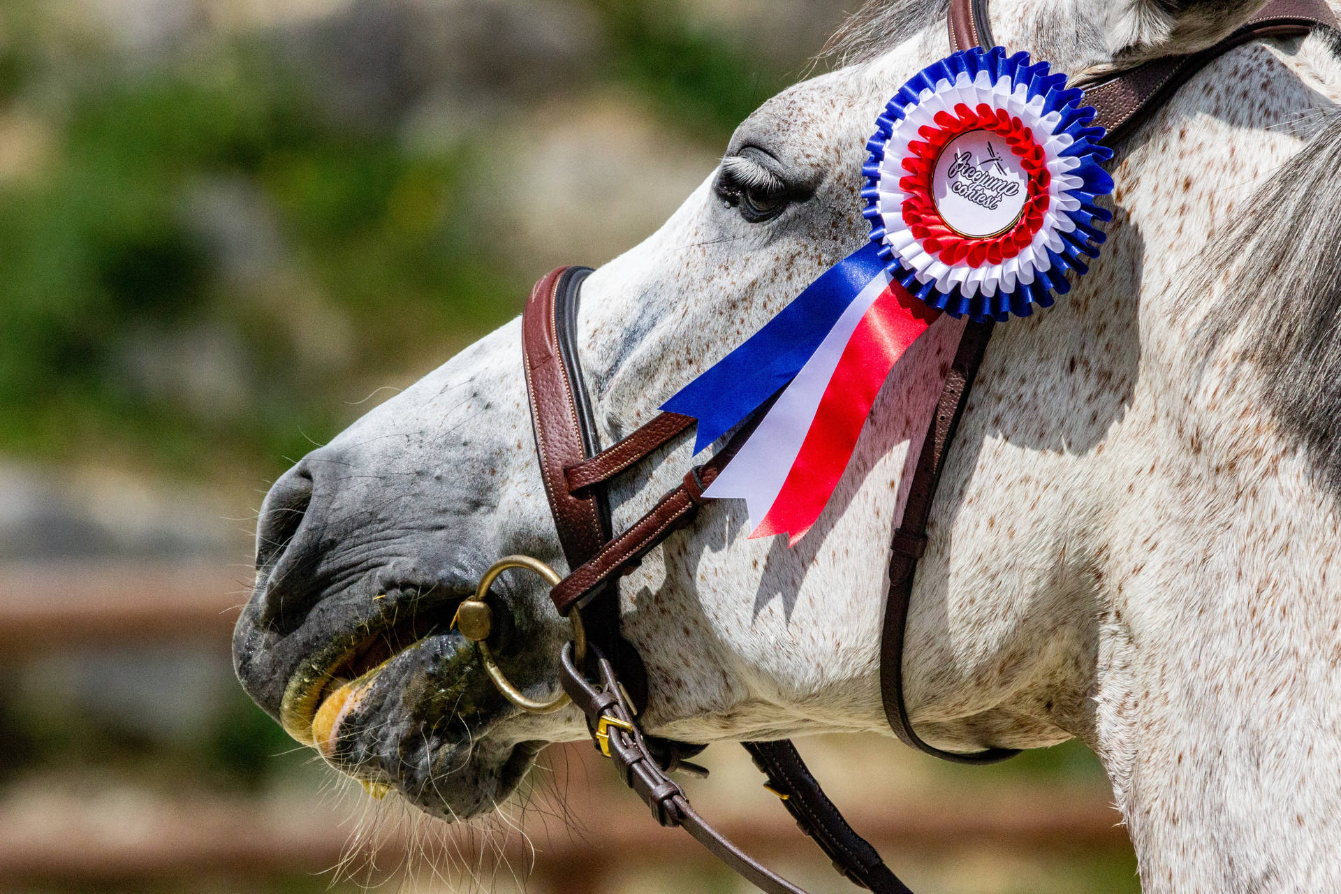 Top Horse Face Wallpaper Full HD 4k To Use