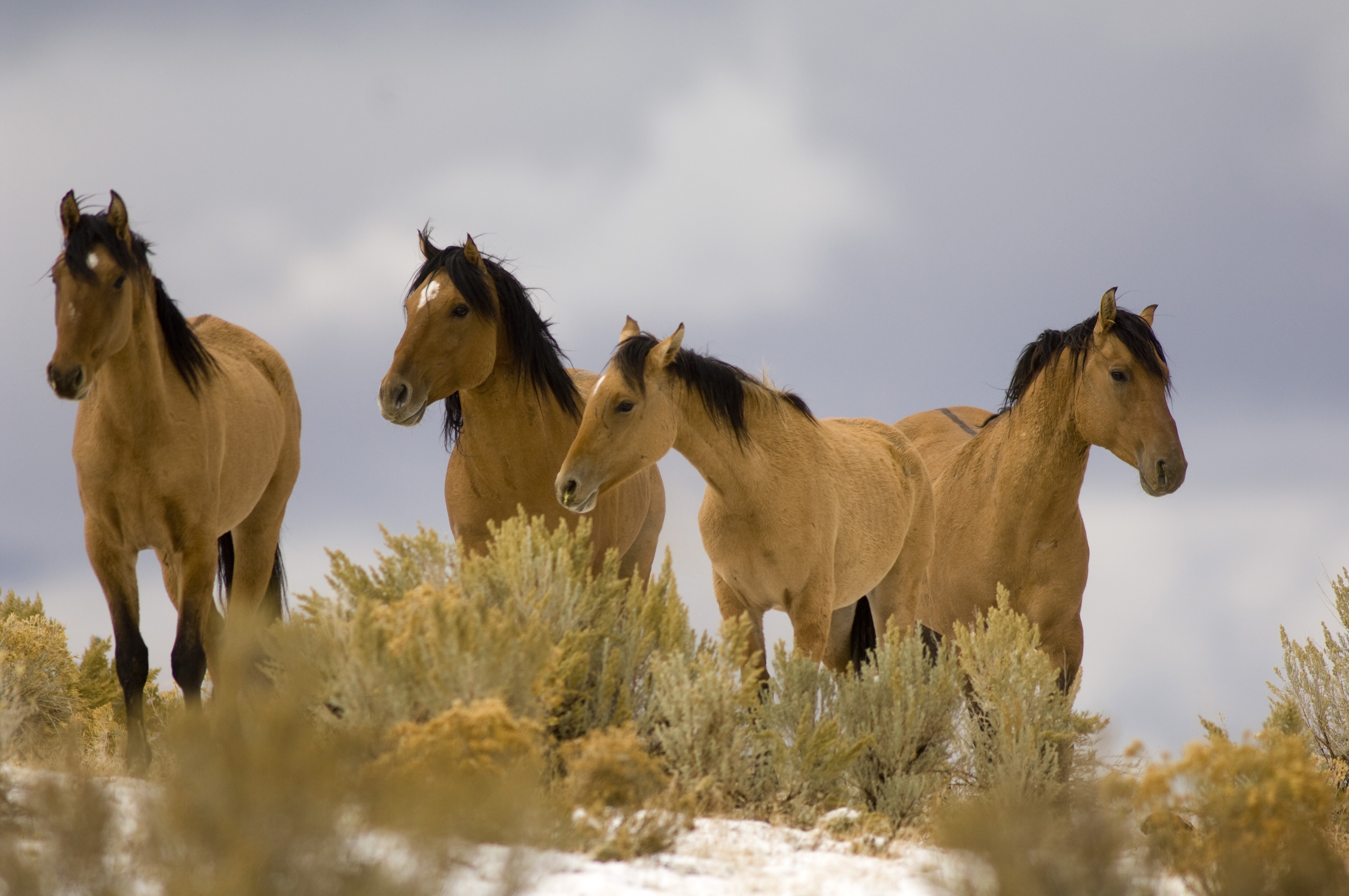 House Mittee Passes Wild Horse Protection Bill Oregonlive