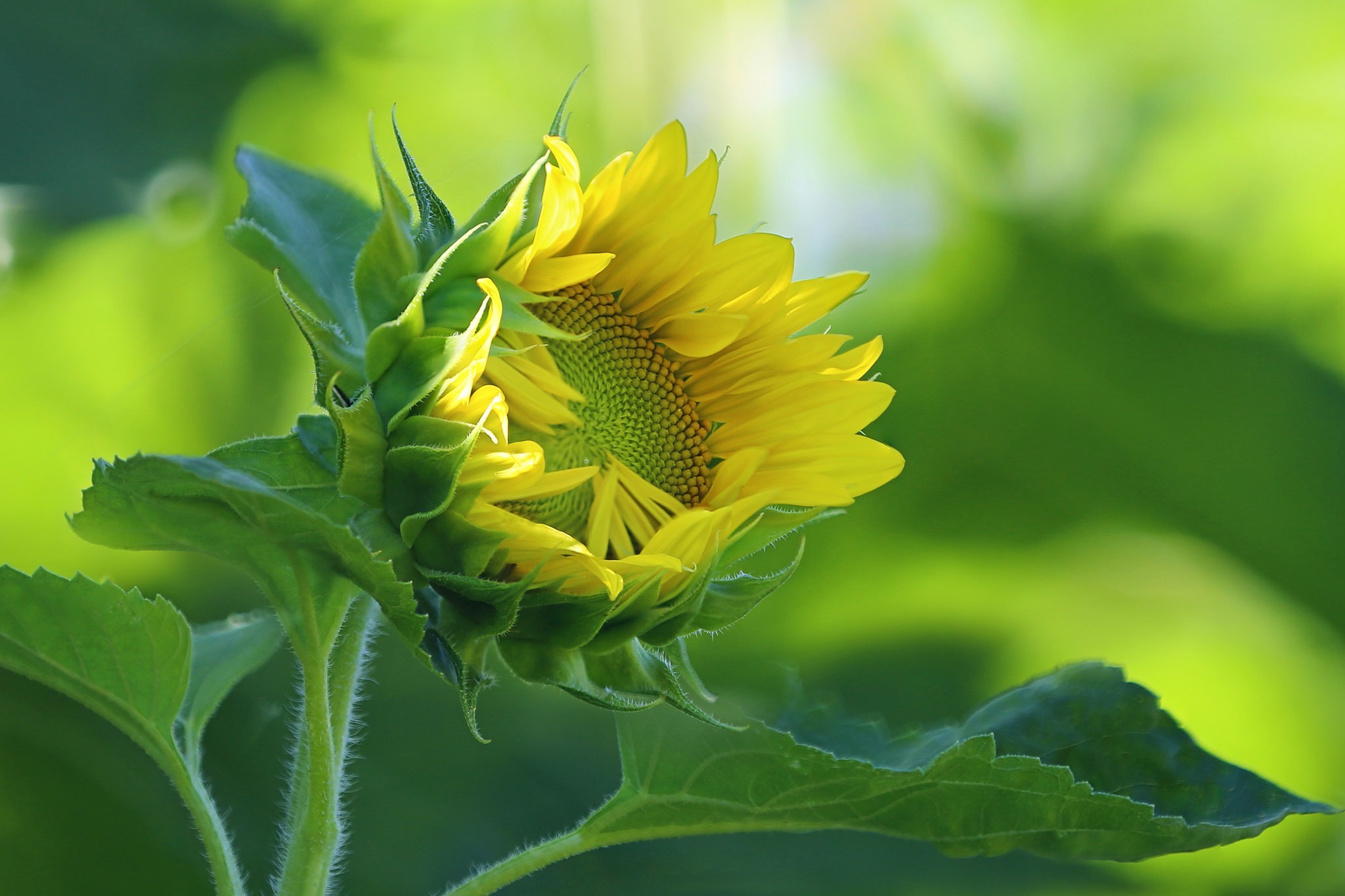 Natural Flower Background Image Hd Wallpaper