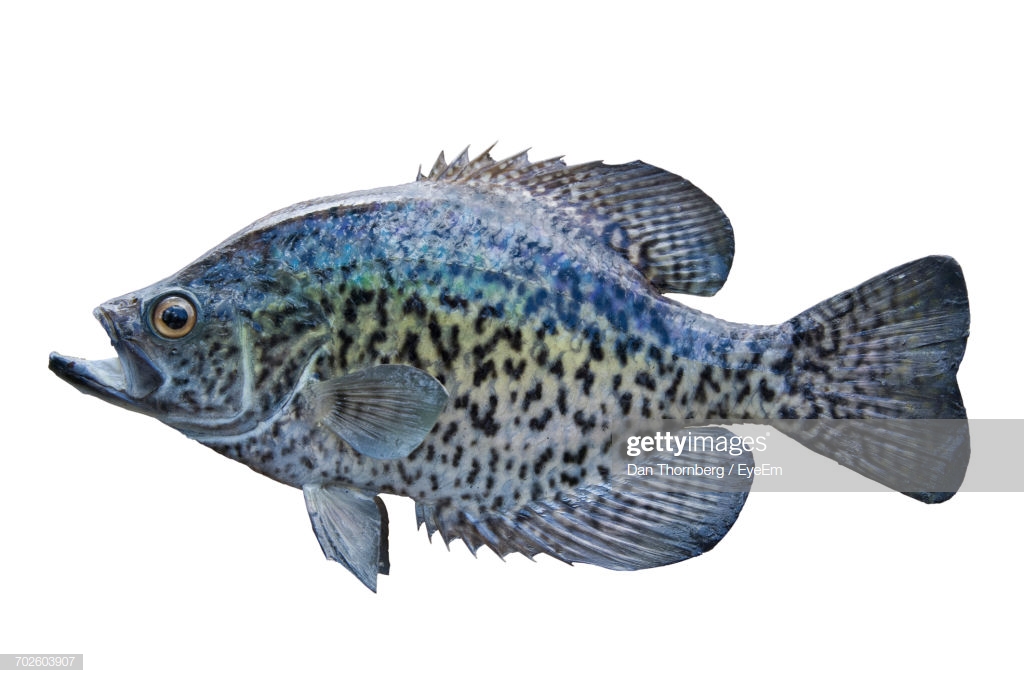 Closeup Of Crappie Over White Background Stock Photo Getty Image