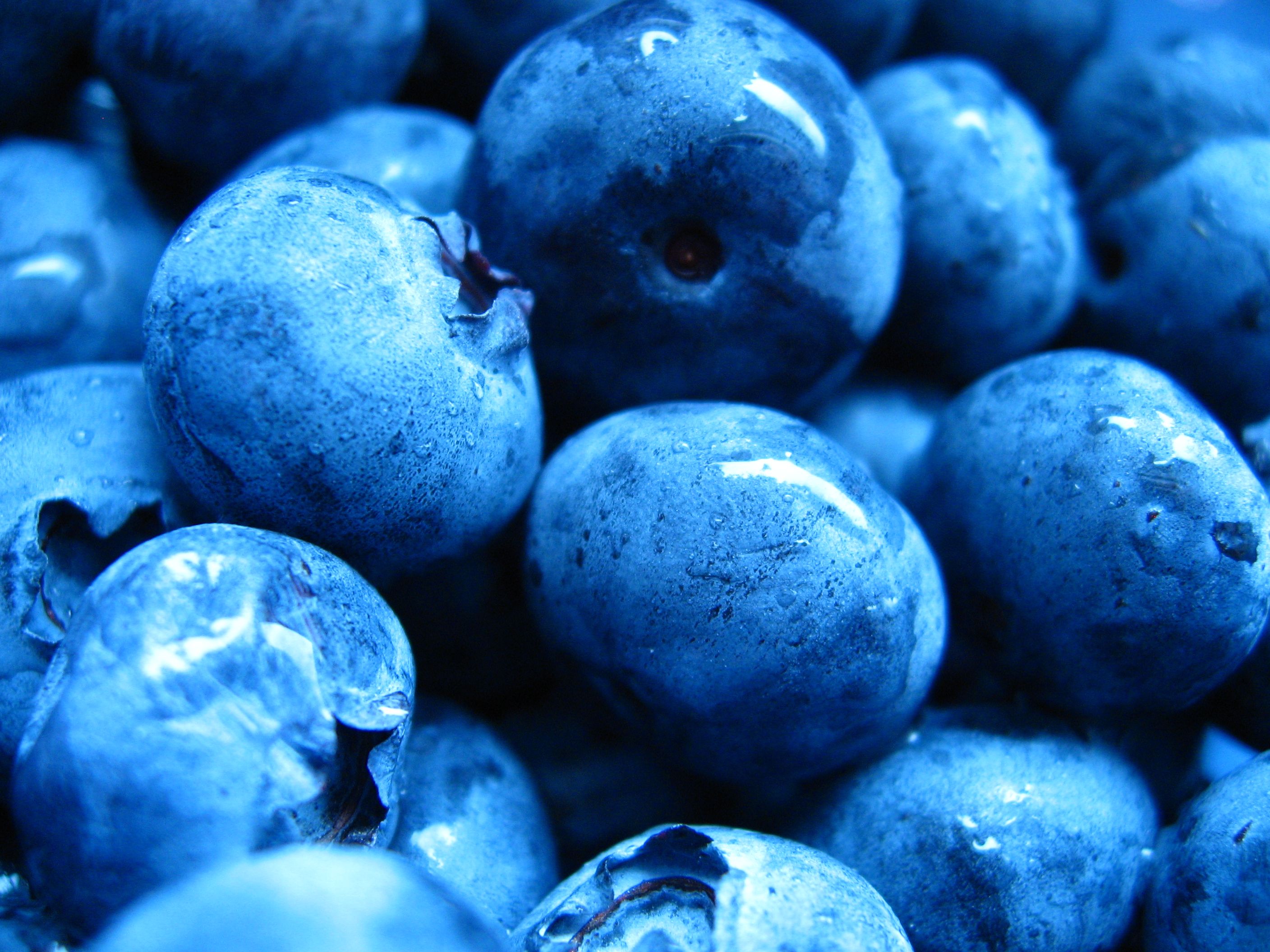 Blueberry Color Wallpaper On