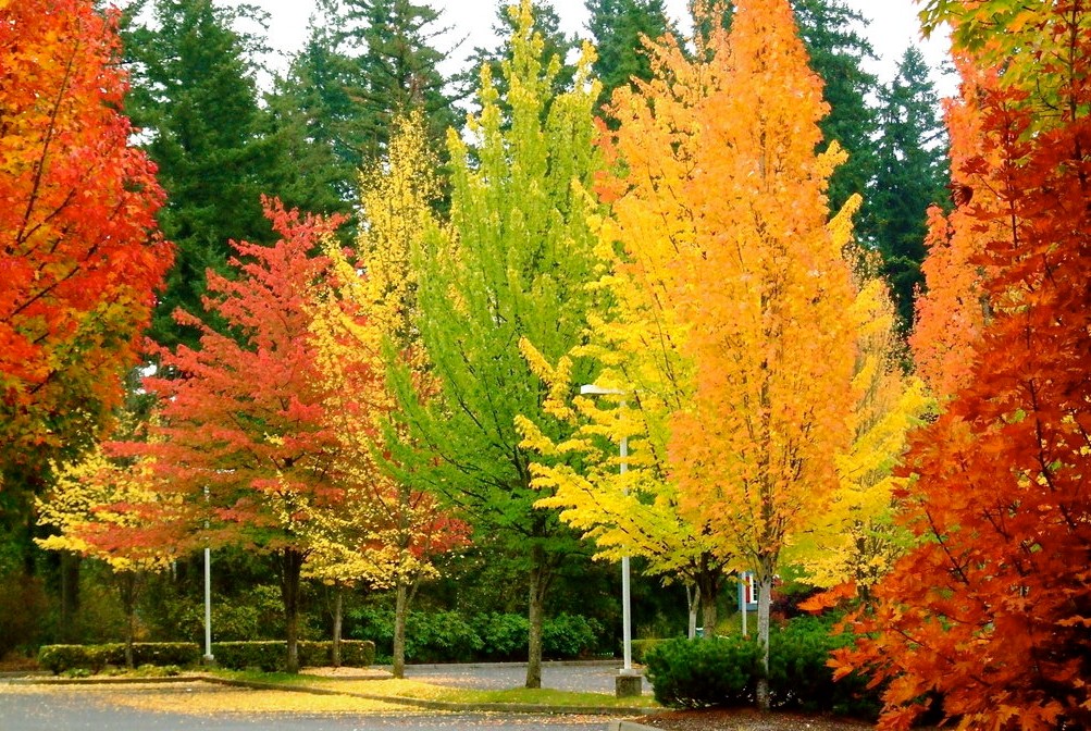 Fall Wallpaper Background5 Jpg