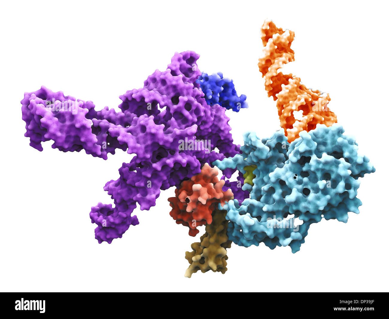 Ribosome hi res stock photography and images   Alamy