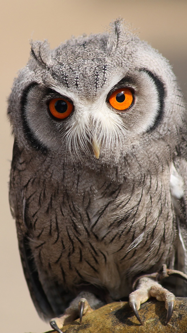 White Owl owls HD phone wallpaper  Peakpx