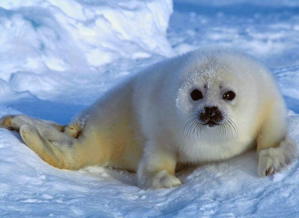 Seal Wallpaper HD Pictures