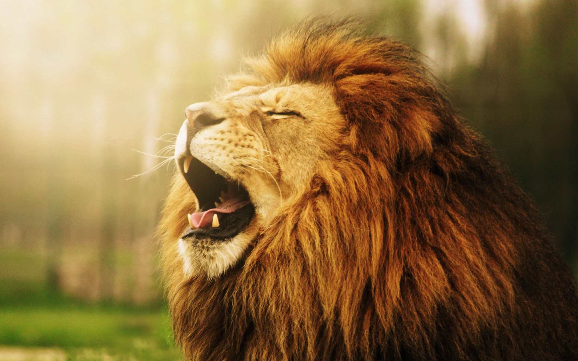 Yawning Lion Face Funny Animal Wallpaper HD Rocks